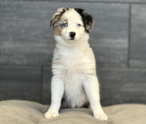 [#M12994]  - Blue Merle White and Tan F Australian Shepherd Puppies for Sale