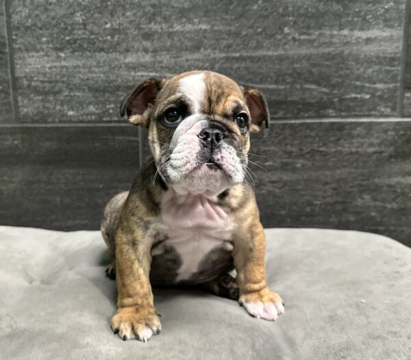 [#25200-02]  - M Bulldog Puppies for Sale