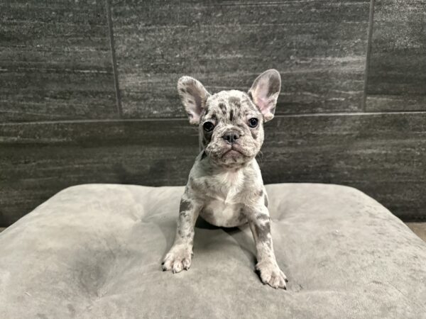 [#M13713]  - Blue Merle M French Bulldog Puppies for Sale