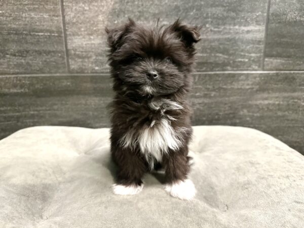 [#M14990]  - Black M Malti-Pom Puppies for Sale