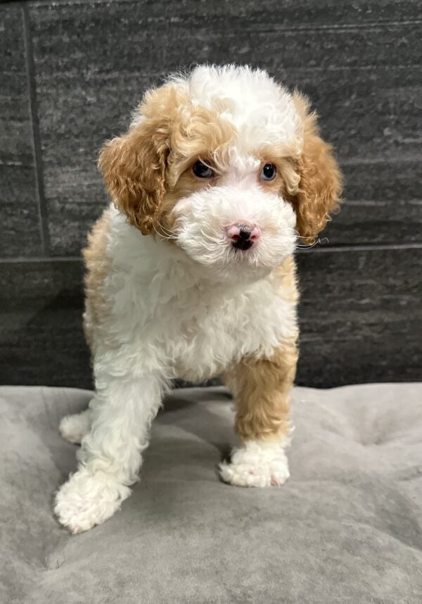 [#252887-05]  - Red Merle M Bernedoodle Mini 2nd Gen Puppies for Sale