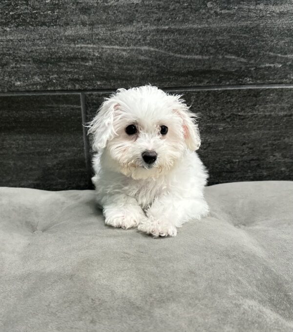 [#252691-04]  - White F Bichon Frise Puppies for Sale