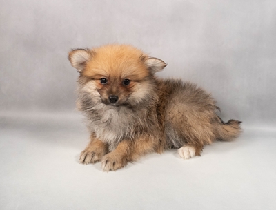 [#M12177]  - Orange Sable M Pomeranian Puppies for Sale