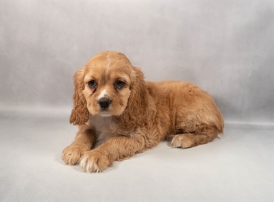 [#M12387]  - Golden F Cockalier Puppies for Sale