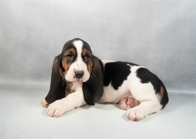 [#M12858]  - Black White and Tan F Basset Hound Puppies for Sale