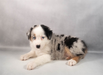 [#M12994]  - Blue Merle White and Tan F Australian Shepherd Puppies for Sale