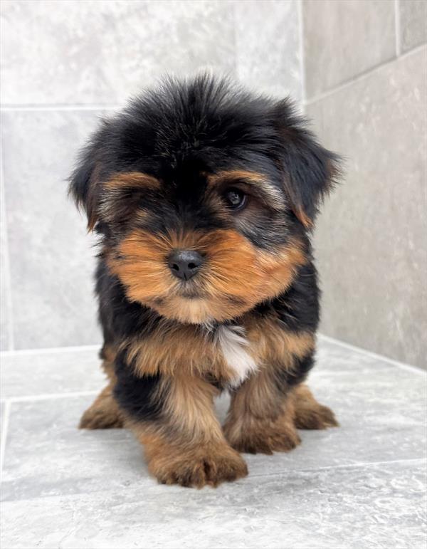 [#25549-01]  - Black / Tan M Yorkshire Terrier Puppies for Sale