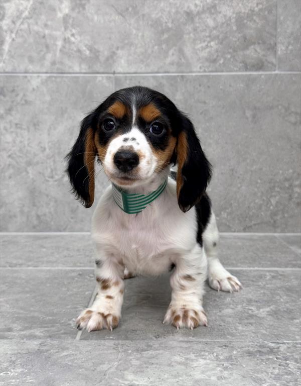 [#25559-01]  - Black / Tan M Dachshund Puppies for Sale