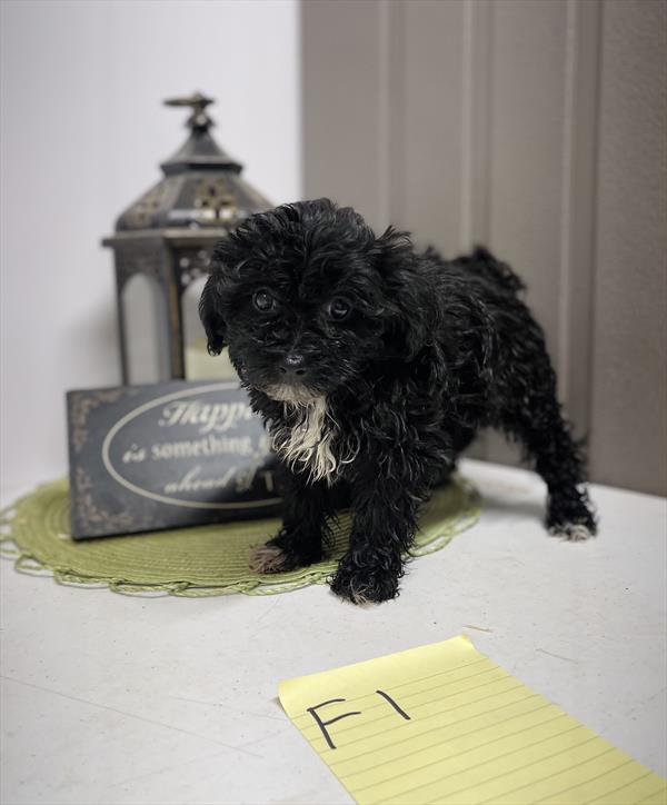 [#25820-04]  - Black F ShihPoo Puppies for Sale