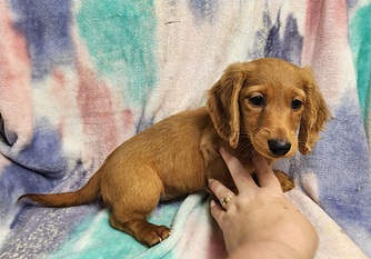 [#25214-01]  - Red M Dachshund Puppies for Sale