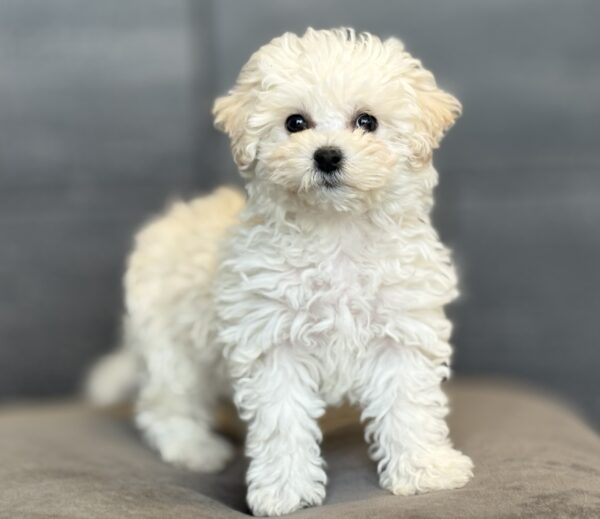 [#253026-03]  - White F Bichon Frise Puppies for Sale