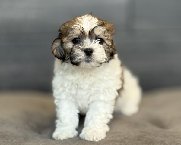 [#253205-02]  - Brown / White M Teddy Bear Puppies for Sale