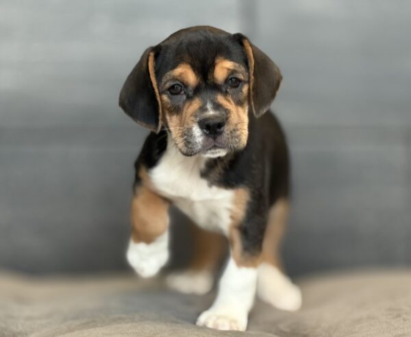 [#252992-04]  - Black F Beabull Puppies for Sale