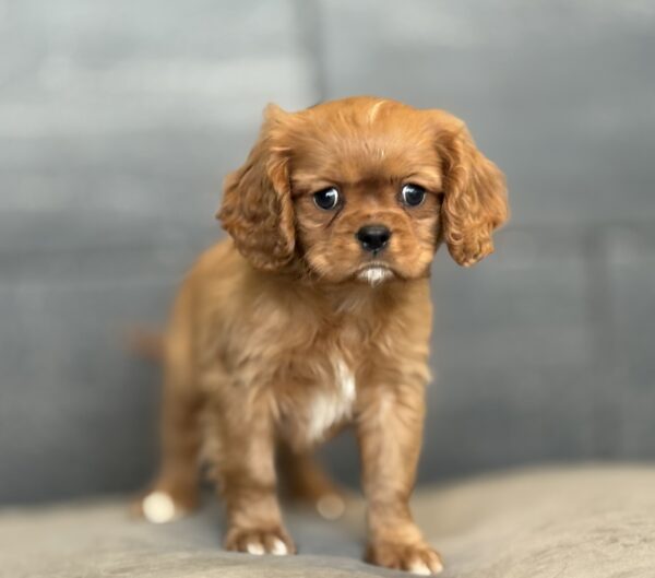 [#253089-02]  - Ruby M Cavalier King Charles Spaniel Puppies for Sale