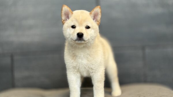 [#253071-01]  - Cream M Shiba Inu Puppies for Sale