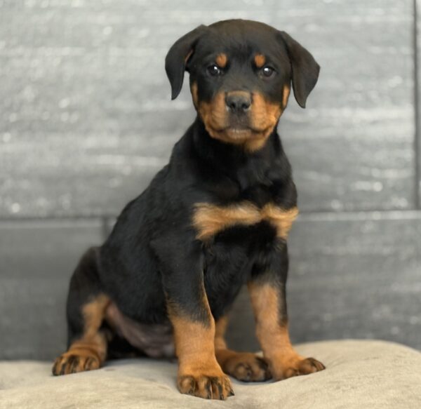 [#25208-01]  - Black / Tan M Rottweiler Puppies for Sale