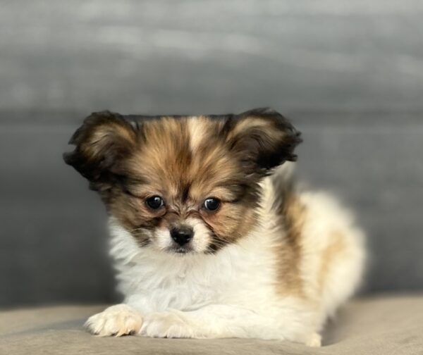 [#M13184]  - White and Sable F Papillon Puppies for Sale