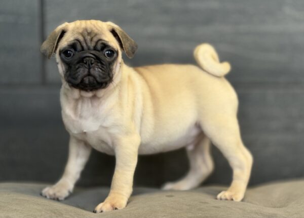 [#M13237]  - Fawn M Pug Puppies for Sale