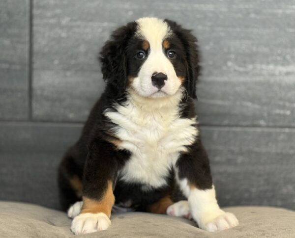 [#M13082]  - Black Rust and White M Bernese Mountain Dog Puppies for Sale