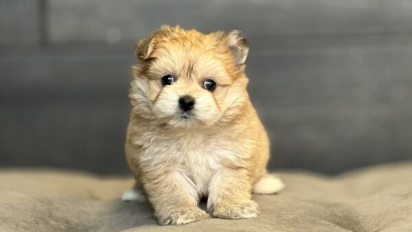 [#25518-03]  - Sable F Pomachon Puppies for Sale