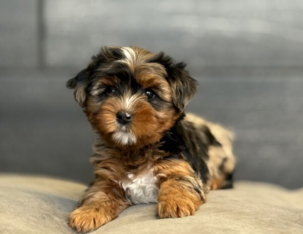 [#25207-01]  - Blue Merle F Yorkshire Terrier Puppies for Sale
