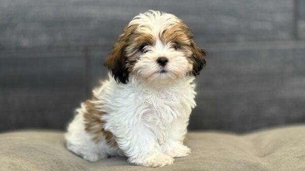[#M13081]  - Red and White F Shih -Poo Puppies for Sale