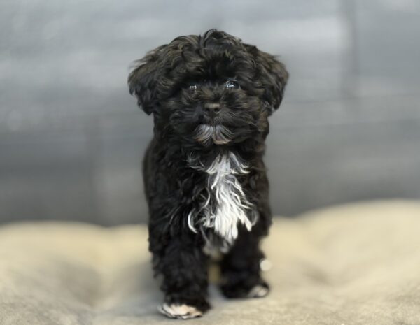 [#25820-04]  - Black F ShihPoo Puppies for Sale