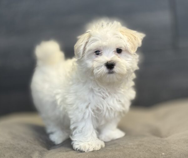 [#M15414]  - White M Maltese Puppies for Sale