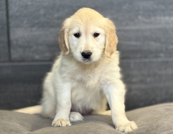 [#253162-07]  - Light Golden F Golden Retriever Puppies for Sale