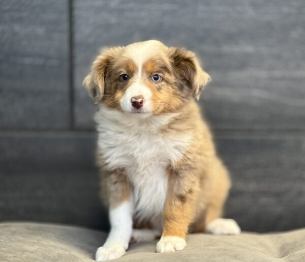 [#25212-01]  - Red Merle M Toy Australian Shepherd Puppies for Sale