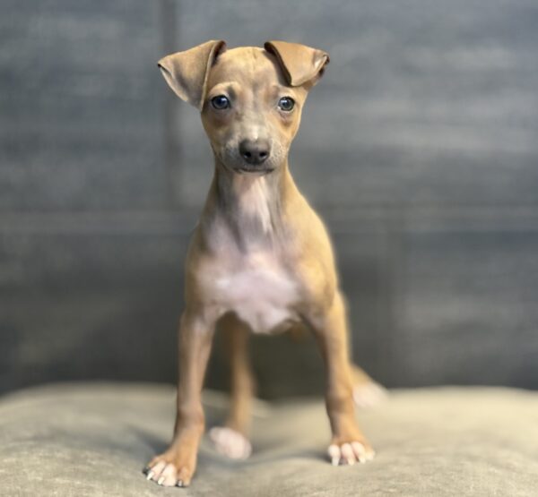 [#M14030]  - Blue Fawn F Italian Greyhound Puppies for Sale