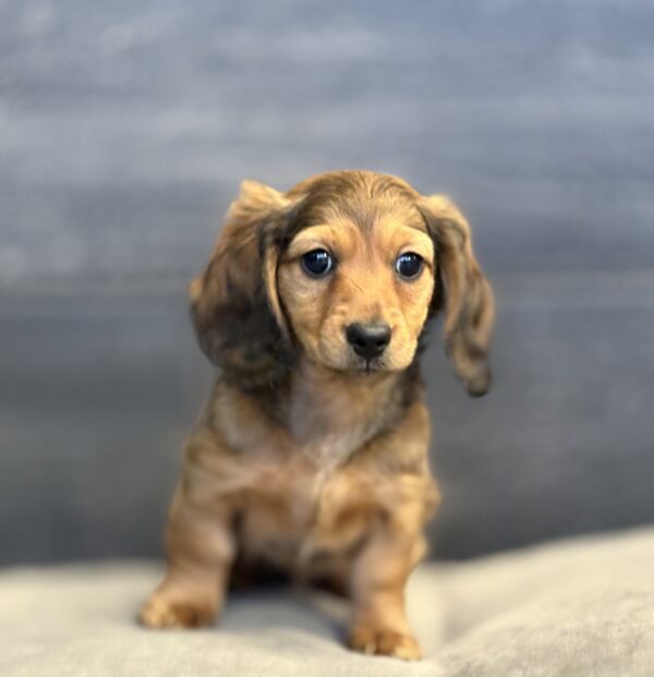 [#M13453]  - Red F Dachshund Puppies for Sale