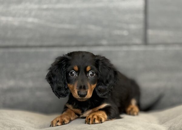 [#M13525]  - Black and Tan F Dachshund Puppies for Sale
