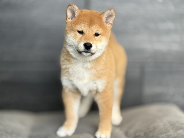 [#252954-01]  - Red Sesame M Shiba Inu Puppies for Sale