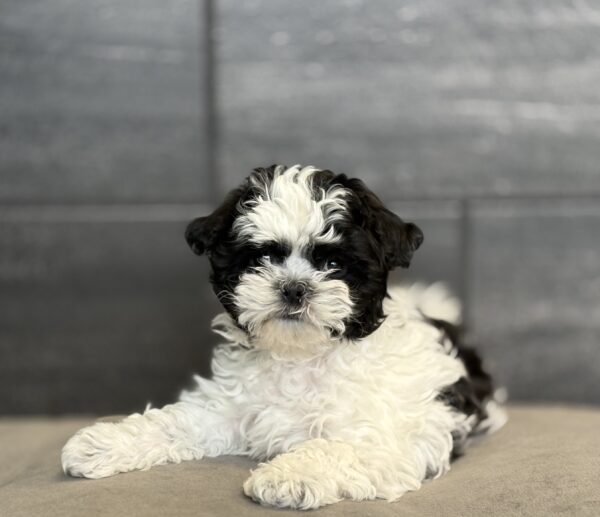 [#253123-04]  - Black / White F Teddy Bear Puppies for Sale