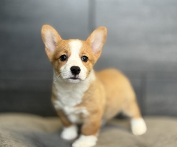 [#M13689]  - Red M Pembroke Welsh Corgi Puppies for Sale