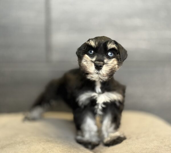 [#253112-02]  - Black M Miniature Schnauzer Puppies for Sale
