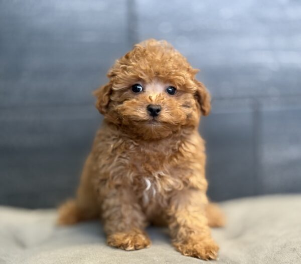 [#253092-01]  - Red M Poodle Puppies for Sale