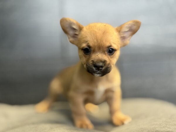 [#252342-04]  - Tan M Froggie Puppies for Sale