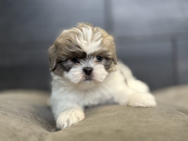 [#252389-02]  - Blue / White M Shih Tzu Puppies for Sale