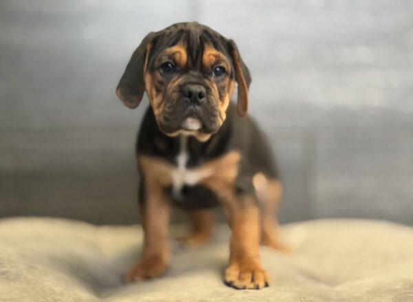 [#25385-03]  - Black / Tan M Mini Bullies Puppies for Sale