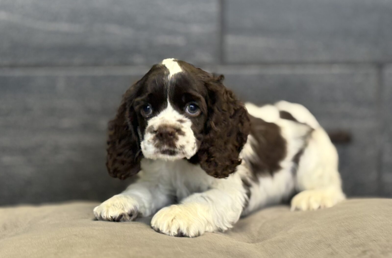 Cocker Spaniel – Chloe