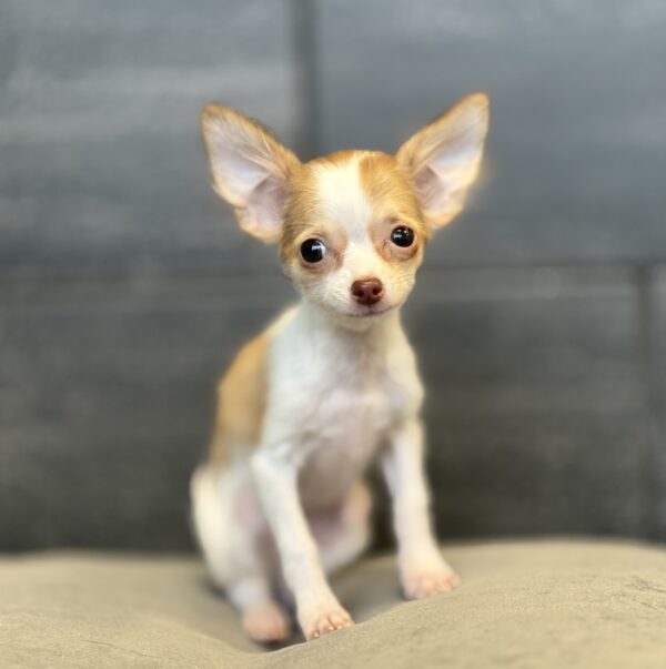 [#25695-04]  - Chocolate Fawn F Chihuahua Puppies for Sale