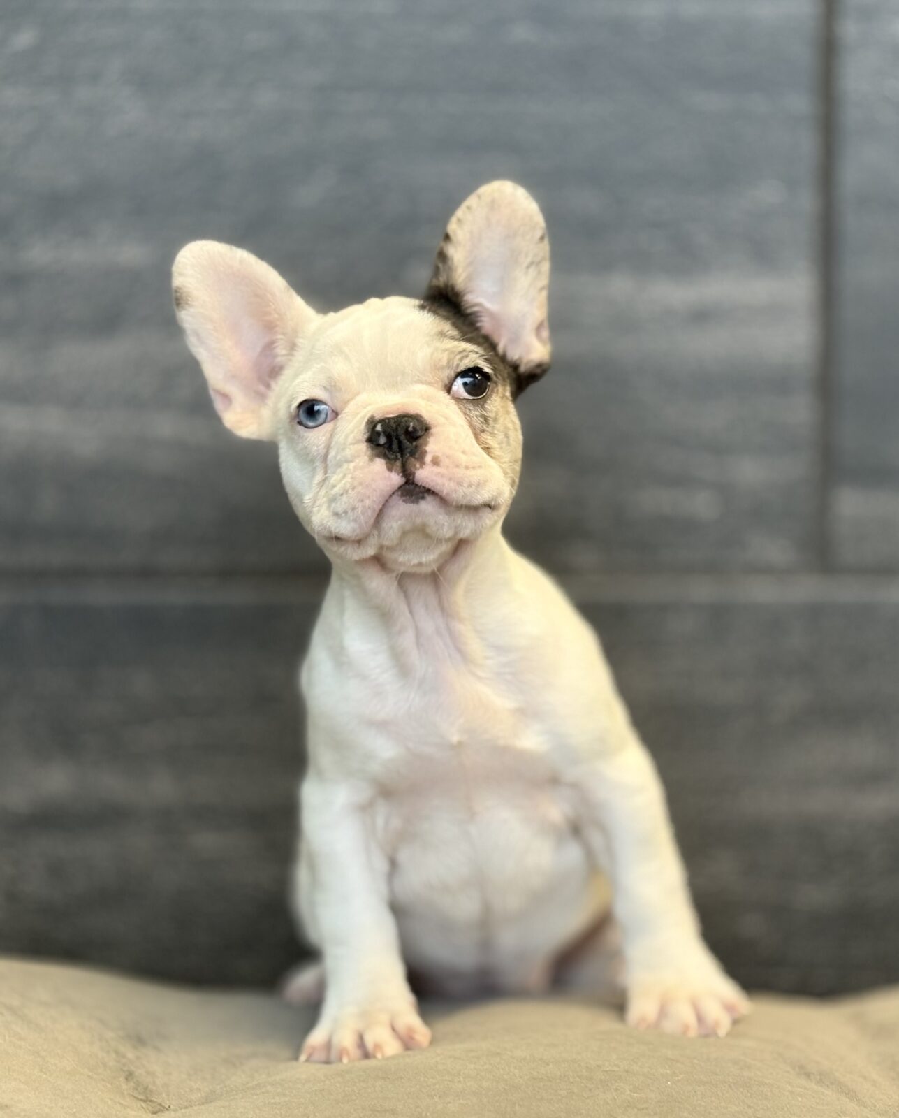French Bulldog – Ozone