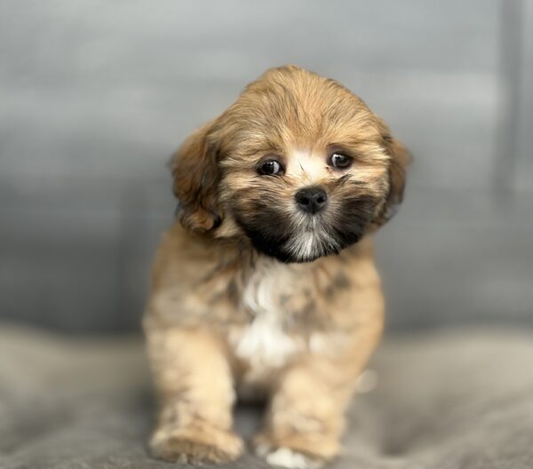 [#253237-01]  - Brindle M Lhasa Apso Puppies for Sale