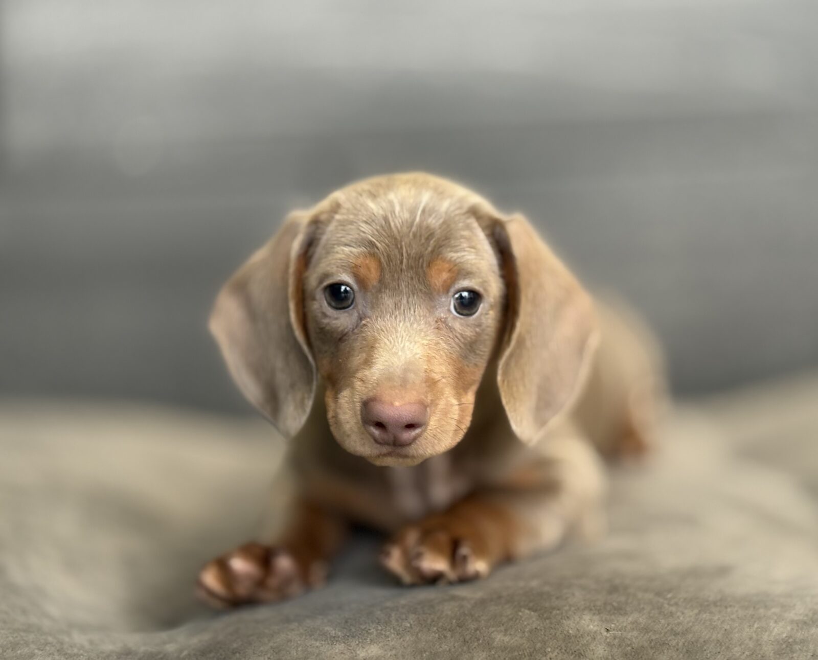 Dachshund – Buddy