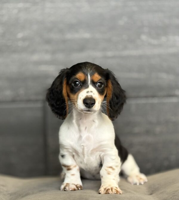 [#25559-01]  - Black / Tan M Dachshund Puppies for Sale