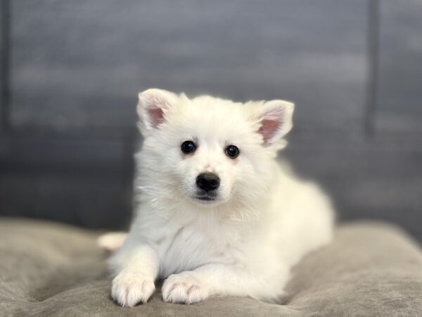 [#M14319]  - White M American Eskimo Puppies for Sale