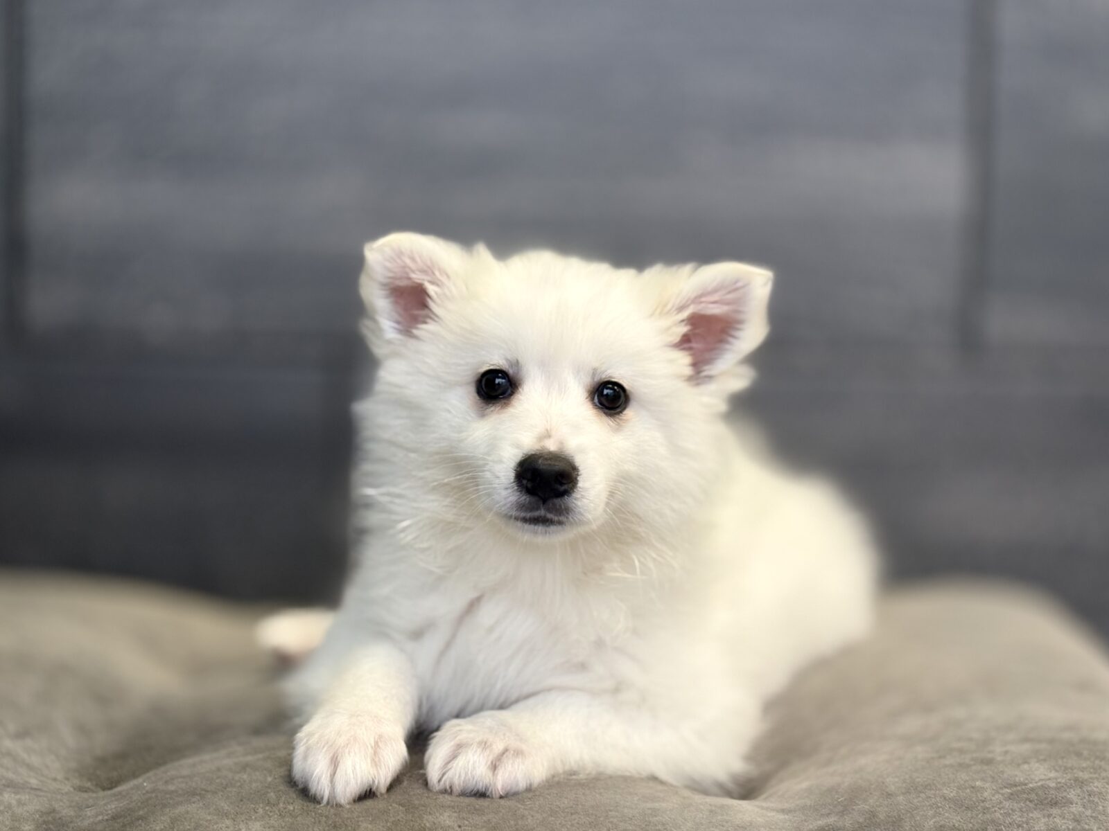 American Eskimo – Snowball