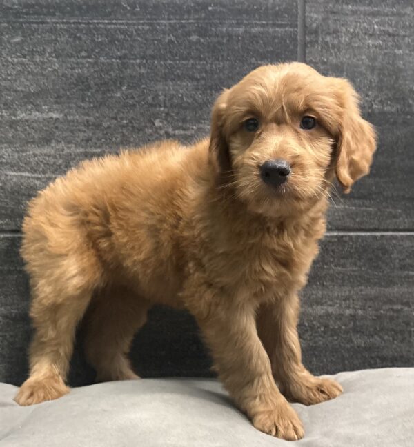 [#253256-01]  - Red M Goldendoodle Mini Puppies for Sale
